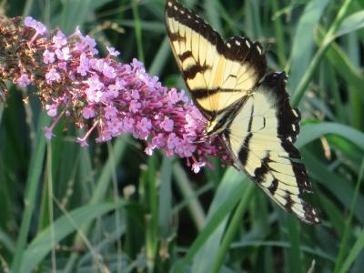 A hands-on workshop about the life of butterflies will be held on Saturday at 10:30 a.m. for families with children over 10 at the South Fork Natural History Museum in Bridgehampton.