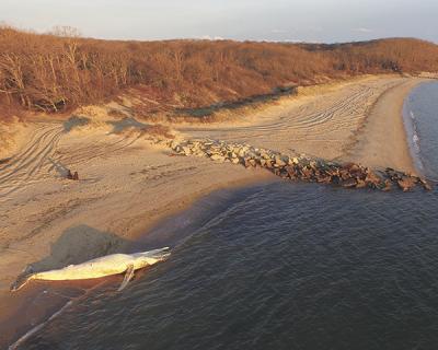 At sunrise yesterday, the body of humpback whale that had been towed to shore at Little Albert’s Beach in Amagansett awaited biologists from the Riverhead Foundation for Marine Research and Preservation, who would perform a necropsy later that morning. At sunrise yesterday, the body of humpback whale that had been towed to shore at Little Albert’s Beach in Amagansett awaited biologists from the Riverhead Foundation for Marine Research and Preservation, who would perform a necropsy later that morning.