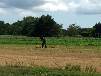 An officer with the Department of Environmental Conservation was seen investigating the death of three deer in a Wainscott farm field on Friday morning. An officer with the Department of Environmental Conservation was seen investigating the death of three deer in a Wainscott farm field on Friday morning.