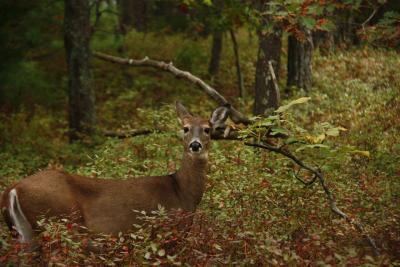The town's deer management advisory committee has recommended increased deer hunting on town lands to thin the herd here. The town's deer management advisory committee has recommended increased deer hunting on town lands to thin the herd here.