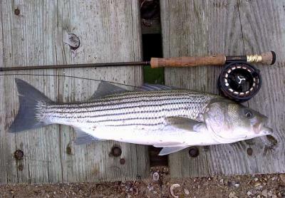 Edward Shugrue of East Hampton caught (and released) this striped bass. It was taken on a small white Clouser fly. Edward Shugrue of East Hampton caught (and released) this striped bass. It was taken on a small white Clouser fly.