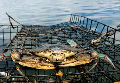 Blue Crab Bliss, Bigeye Bite