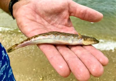 The haul from a family’s seine net at Noyac Bay a few days ago included such recently hatched species as kingfish, fluke, and even a lizardfish, above.