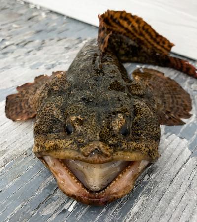 The oyster toadfish won’t win any beauty contests, but it is edible.