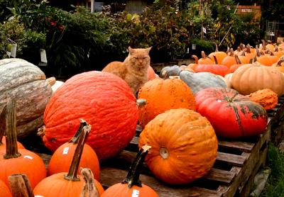 Cat got your pumpkin? Don’t worry, there’s more where that came from, now that it’s fall on the South Fork and vegetables like cauliflower, kale, turnips, and winter squash — such as pumpkins — are in great supply. Cat got your pumpkin? Don’t worry, there’s more where that came from, now that it’s fall on the South Fork and vegetables like cauliflower, kale, turnips, and winter squash — such as pumpkins — are in great supply.