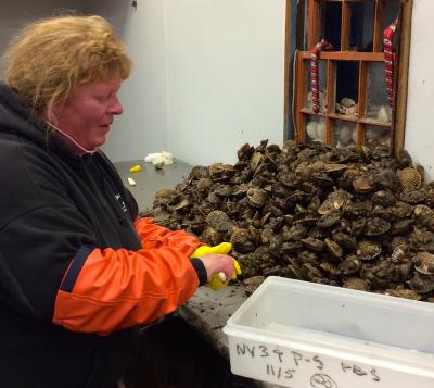 Kelly Lester opened scallops on Monday. Kelly Lester opened scallops on Monday.