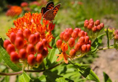 The orange flowers of the milkweed Asclepias tuberosa, a.k.a. butterfly weed, are attractive to monarchs and other butterflies. The orange flowers of the milkweed Asclepias tuberosa, a.k.a. butterfly weed, are attractive to monarchs and other butterflies.