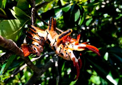 The hickory horned devil is about as evil and frightening looking as caterpillars come, yet it is perfectly harmless. Its appearance keeps it safe.