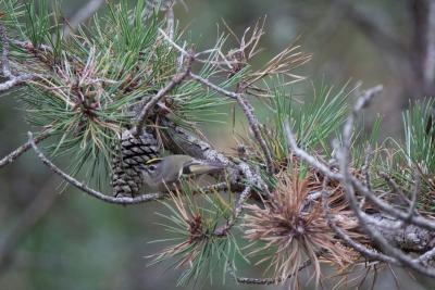 A golden-crowned kinglet on the Promised Land Path on Napeague A golden-crowned kinglet on the Promised Land Path on Napeague