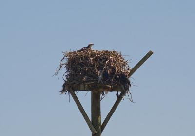 An osprey atop a pole near Multi Aquaculture Systems on Cranberry Hole Road An osprey atop a pole near Multi Aquaculture Systems on Cranberry Hole Road