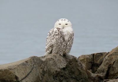 A snowy owl made a stop at the east jetty by the Montauk inlet on Saturday afternoon. The arctic birds move south during the winter, with eastern Long Island and the Great Lakes region generally being the southernmost points of their range. A snowy owl made a stop at the east jetty by the Montauk inlet on Saturday afternoon. The arctic birds move south during the winter, with eastern Long Island and the Great Lakes region generally being the southernmost points of their range.