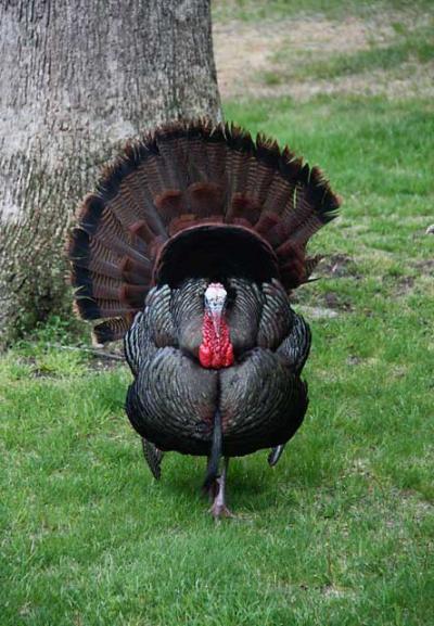 Male wild turkeys spread their magnificently plumed tails when courting; the one with the prettiest display usually gets the females.