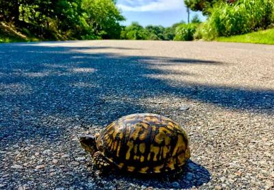 An eastern box turtle in the Lion Head Beach Association in Springs. Alexander Miller has been keeping track of turtles in the neighborhood for 10 years, photographing every one he comes across.