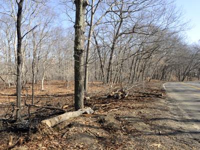 Charred leaves and burned trees remained at the site on Red Dirt Road, Amagansett, where a man was killed late Friday. Charred leaves and burned trees remained at the site on Red Dirt Road, Amagansett, where a man was killed late Friday.
