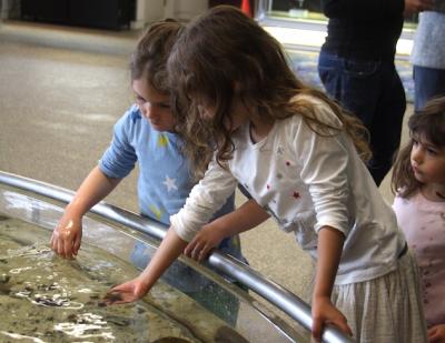 Kids can get up close to a variety of marine life in an open aquarium at the South Fork Natural History Museum in Bridgehampton. Kids can get up close to a variety of marine life in an open aquarium at the South Fork Natural History Museum in Bridgehampton.