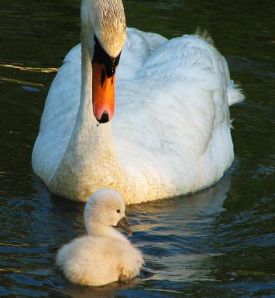 A swan and its cygnet A swan and its cygnet