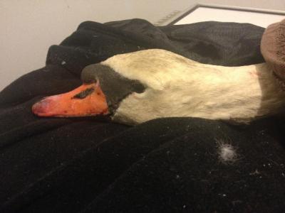 The injured swan at Dr. Jonathan Turetsky's office The injured swan at Dr. Jonathan Turetsky's office