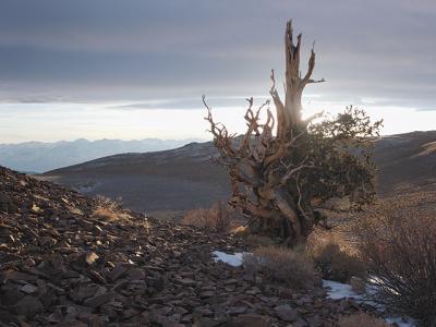 The filmmakers’ locations included the Inyo National Forest in California’s White Mountains, home of Methuselah, a bristlecone pine considered the oldest living tree on earth.