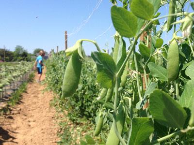 The Amber Waves pea patch in June 2016 The Amber Waves pea patch in June 2016