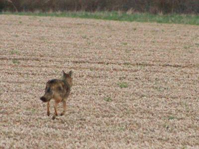 Dell Cullum says he saw a coyote on a field in the Sagaponack-Wainscott area on Friday morning.
