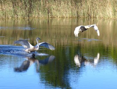 Mute swans at Georgica Pond, which is under the jurisdiction of the East Hampton Town Trustees. All nine trustee positions will be voted on this Election Day. Mute swans at Georgica Pond, which is under the jurisdiction of the East Hampton Town Trustees. All nine trustee positions will be voted on this Election Day.