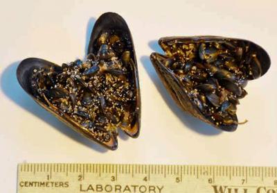 Found along the wrack line on the beach between Bridgehampton and Sagaponack were untold numbers of blue mussels and tiny blue mussels, at most an eighth of an inch in size. Found along the wrack line on the beach between Bridgehampton and Sagaponack were untold numbers of blue mussels and tiny blue mussels, at most an eighth of an inch in size.