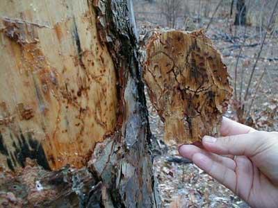 Signs of pine beetle damage in a New Jersey pine tree in 2014 Signs of pine beetle damage in a New Jersey pine tree in 2014