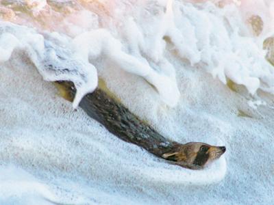 A body-surfing raccoon was rescued from the ocean near Atlantic Avenue in Amagansett last Thursday. A body-surfing raccoon was rescued from the ocean near Atlantic Avenue in Amagansett last Thursday.