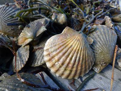 Bay scallops fresh from a South Fork harbor