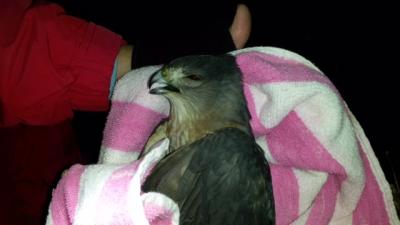 A Cooper's hawk died while it was stuck in a tree during a rescue mission Monday night that involved wildlife rescue volunteers, police, and firefighters. A Cooper's hawk died while it was stuck in a tree during a rescue mission Monday night that involved wildlife rescue volunteers, police, and firefighters.