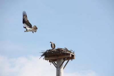 A program for kids 8 and older at the South Fork Natural History Museum on Saturday will explore the evolution of avian flight.