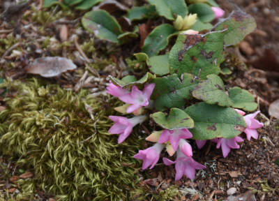 One of many signs of spring, the trailing arbutus were blooming up a storm at Oakland Cemetery in Sag Harbor. One of many signs of spring, the trailing arbutus were blooming up a storm at Oakland Cemetery in Sag Harbor.