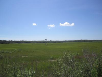 The salt marsh on the south side of Scallop Pond The salt marsh on the south side of Scallop Pond