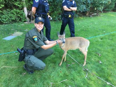Environmental Conservation Officer Katie Jakaub with a young deer that was reportedly found in a Springs yard with a collar on its neck. Environmental Conservation Officer Katie Jakaub with a young deer that was reportedly found in a Springs yard with a collar on its neck.