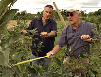 George Hirsch, left, inspected an apple tree with John Halsey of the Milk Pail stand at his orchard in Mecox.