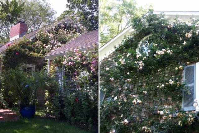 Climbing roses almost conceal the main house, left, and the guesthouse.