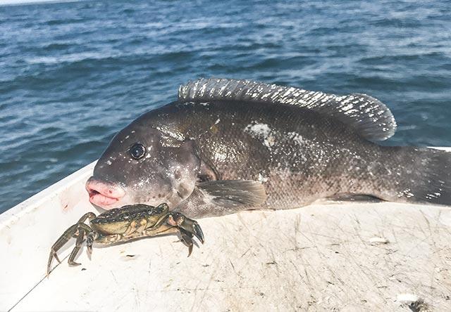 Stubby, stout, and not much to look at, blackfish gain their stellar flavor by feasting on a diet of green crabs and other hard-shelled species like lobster and mussels.