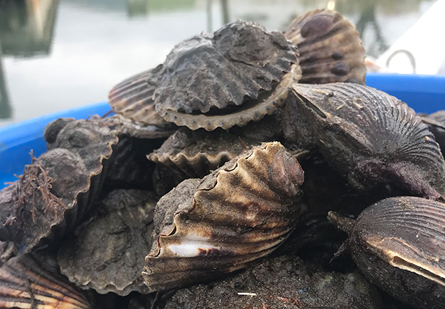Habitat loss and nitrogen loading are among the causes of an especially weak scallop harvest this year. Habitat loss and nitrogen loading are among the causes of an especially weak scallop harvest this year.