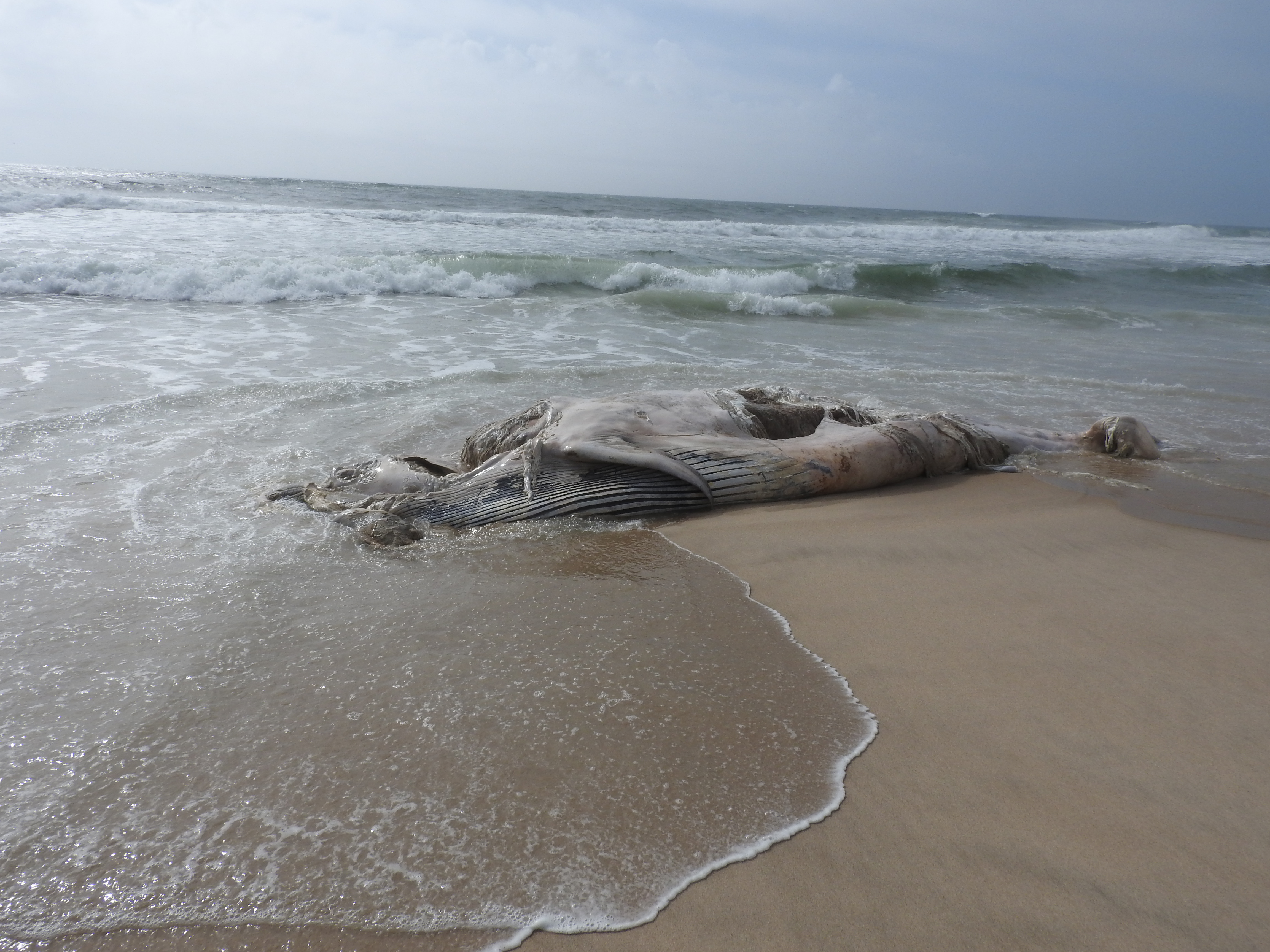 The Atlantic Marine Conservation Society could not say for sure without seeing the whale up close what species it was. It was found on an East Hampton Village beach Wednesday morning.