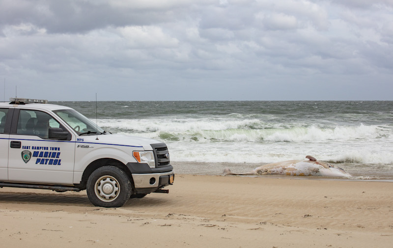 An East Hampton Town Marine Patrol officer watched over a dead minke whale that was found on Indian Wells Beach Monday afternoon.