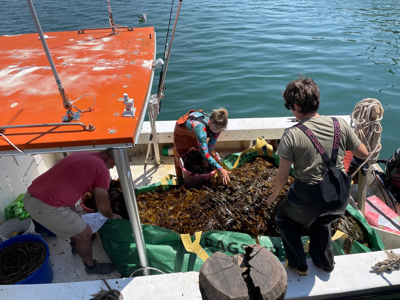 The Montauk Seaweed Supply Co. took delivery of 792 pounds of kelp from Suzie Flores, a Connecticut kelp farmer and her assistant and deckhand, Elizabeth Ellenwood (pictured), last month. Montauk Seafood Supply, which grew out of Dock to Dish, a fresh seafood delivery service, will convert the kelp to fertilizer.
