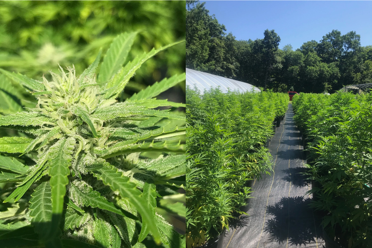 Wepa Farm, a minority-owned hemp business with two locations in Connecticut, provides the flower on the CBD side of Her Highness's endeavors. / Courtesy of Laura Eisman