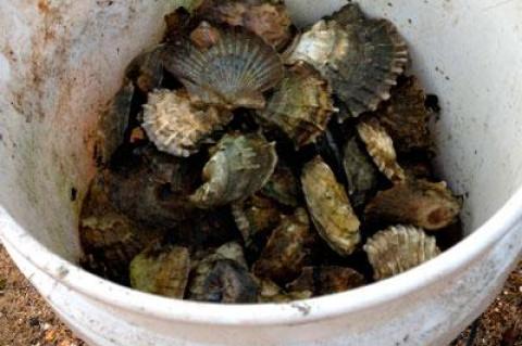 State waters opened for scalloping on Nov. 7. This year, the town trustees set Sunday as the opening date for harvest in town waters.