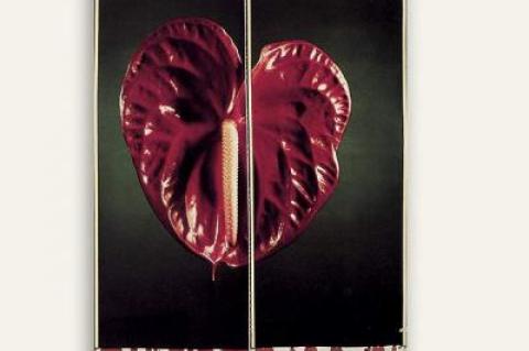 An exhibition of Chuck Close photographs will feature a few of his departures from the figure, as in “Anthurium‚” from 1987.