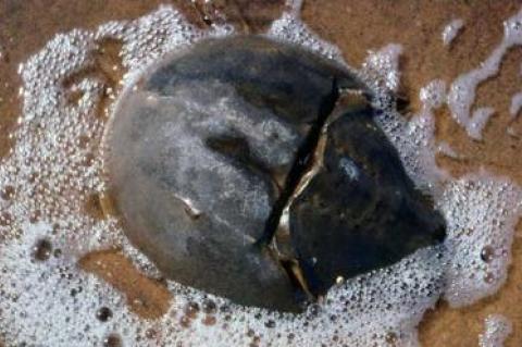 A decline in horseshoe crab numbers has spurred calls for greater protection of the ancient species.