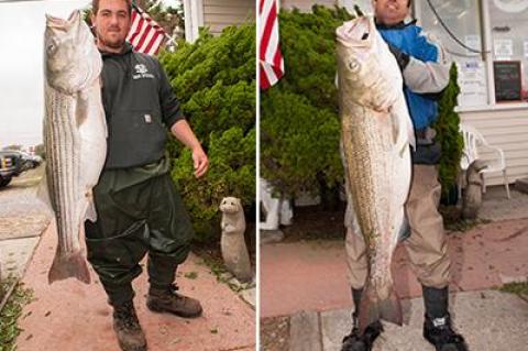 First place in the SurfMasters wetsuit division still belonged to Nick Bocchino, left, who caught this 35.2-pounder on Oct. 3. As of Monday, Klever Oleas, right, remained in first place in the Montauk SurfMasters wader division for this 42.56-pound striper he caught on Oct. 4.