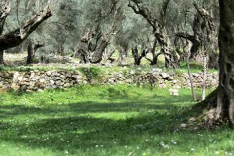 Olive trees in coastal Albania, where olive oil has been made the same way for centuries