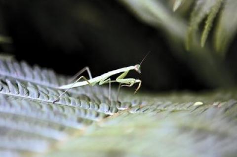 Praying mantises have eyes that can move independently to look at two objects at once.