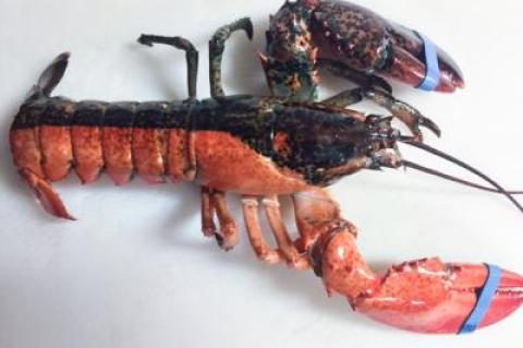 No, this bicolor lobster is not half-boiled. This curious 1.6-pounder arrived at Stuart’s Seafood Market in a shipment from Nova Scotia on Monday. Charlotte Sasso, the shop’s owner, said she plans to report it to the folks at the Long Island Aquarium in Riverhead.
