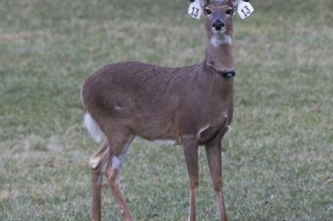 The tags in this deer's ears indicate that it was sterilized as part of the first phase of East Hampton Village's program. The tags in this deer's ears indicate that it was sterilized as part of the first phase of East Hampton Village's program.